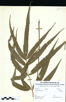 藏品(長葉鳳尾蕨)的圖片